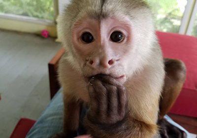 Adorable Capuchin Monkeys