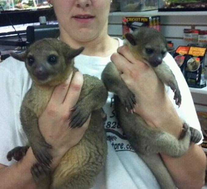 Baby Kinkajous very sweet 4months old. available now