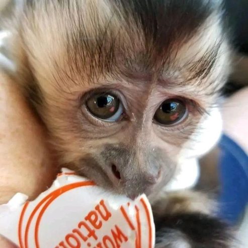 Gorgeous and Amazing Capuchin baby whatsapp +44 7361607997