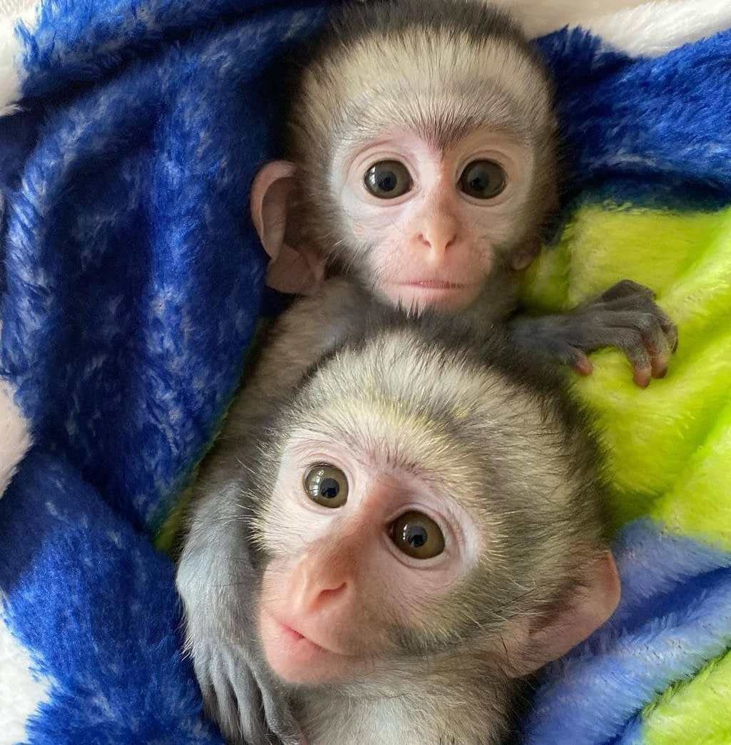 Beautiful Capuchin Babies