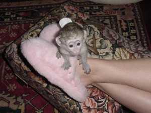 Intelligent Baby Capuchin & Marmoset/Finger Monkeys