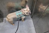 Freindly French Bulldog in Lilac colour