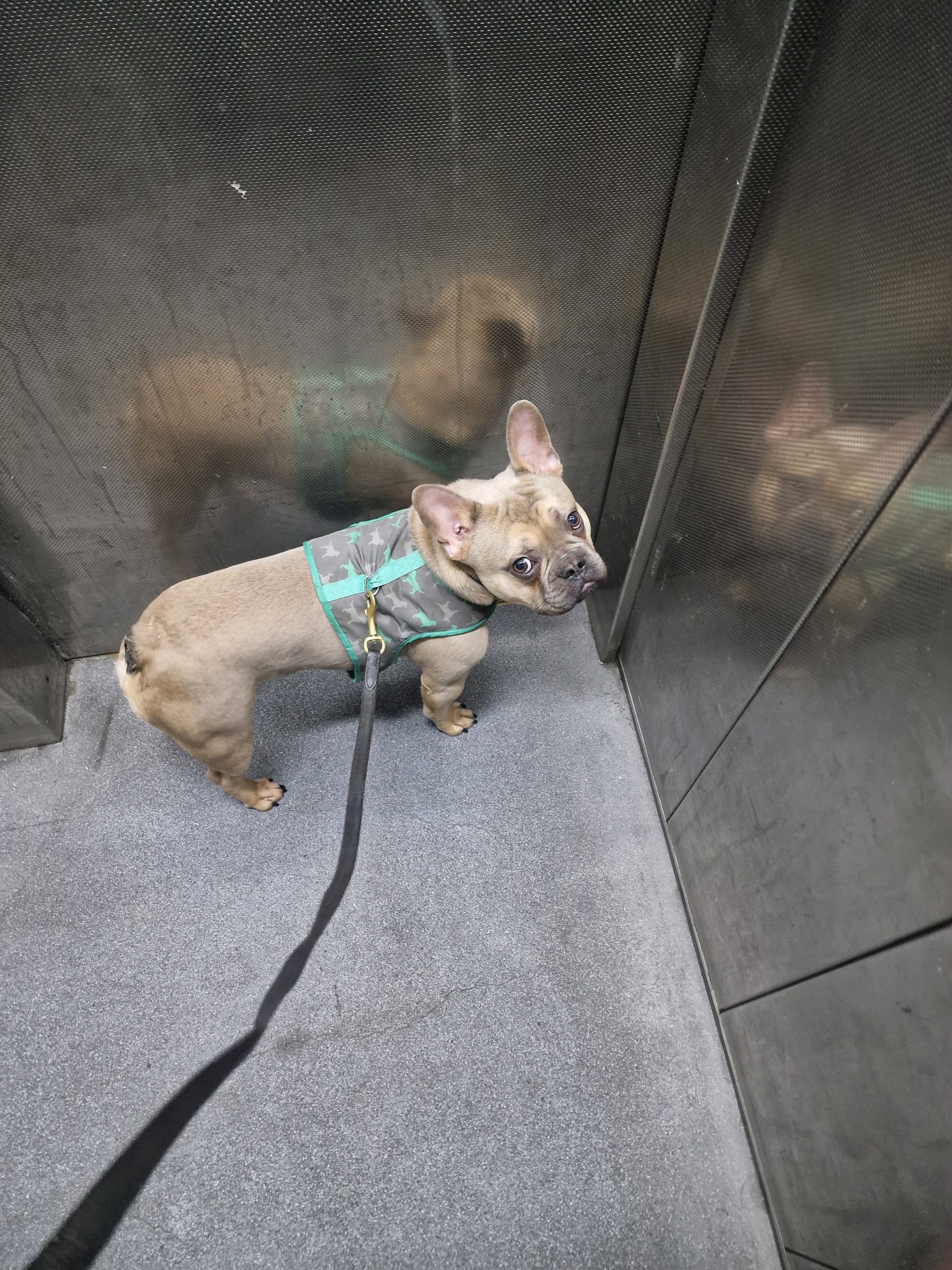 Freindly French Bulldog in Lilac colour