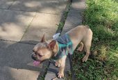 Freindly French Bulldog in Lilac colour