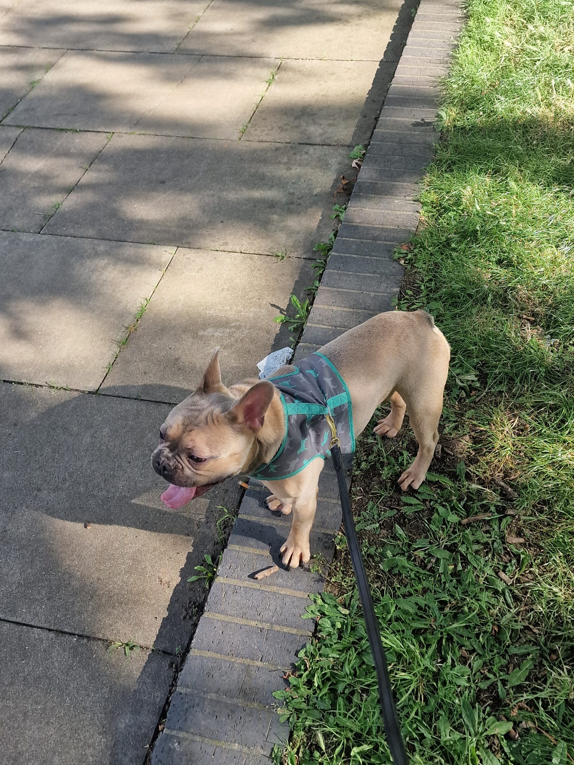 Freindly French Bulldog in Lilac colour