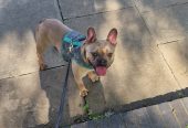 Freindly French Bulldog in Lilac colour