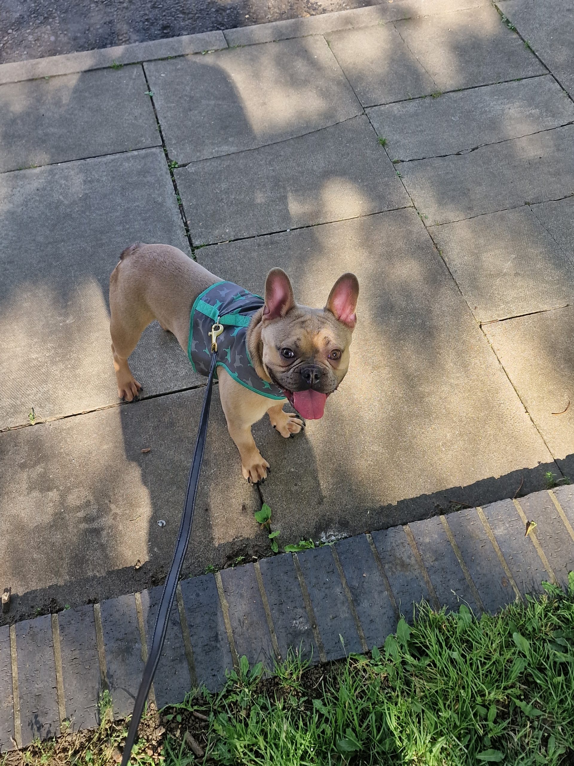 Freindly French Bulldog in Lilac colour