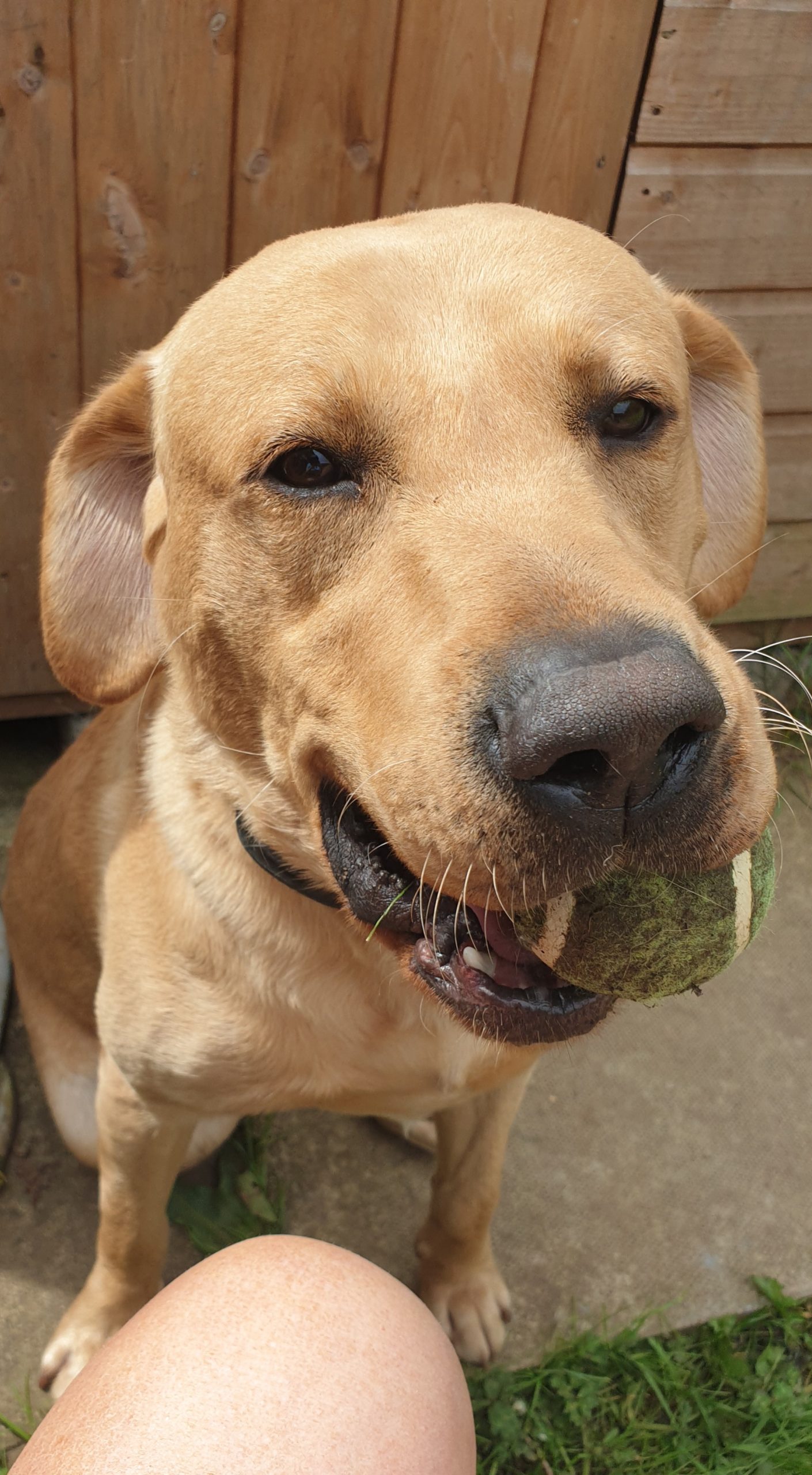 Beautiful lab boy
