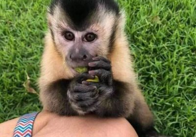 top capuchin monkeys for sale locally