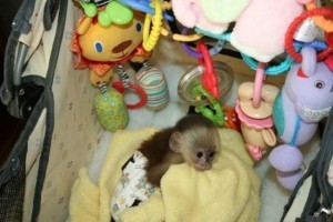Cutty Capuchin Monkeys Whatsapp +447442779991