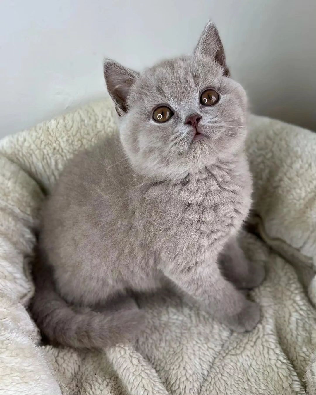 British Shorthair kittens