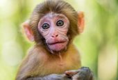 Tame Capuchin Monkeys for Sale