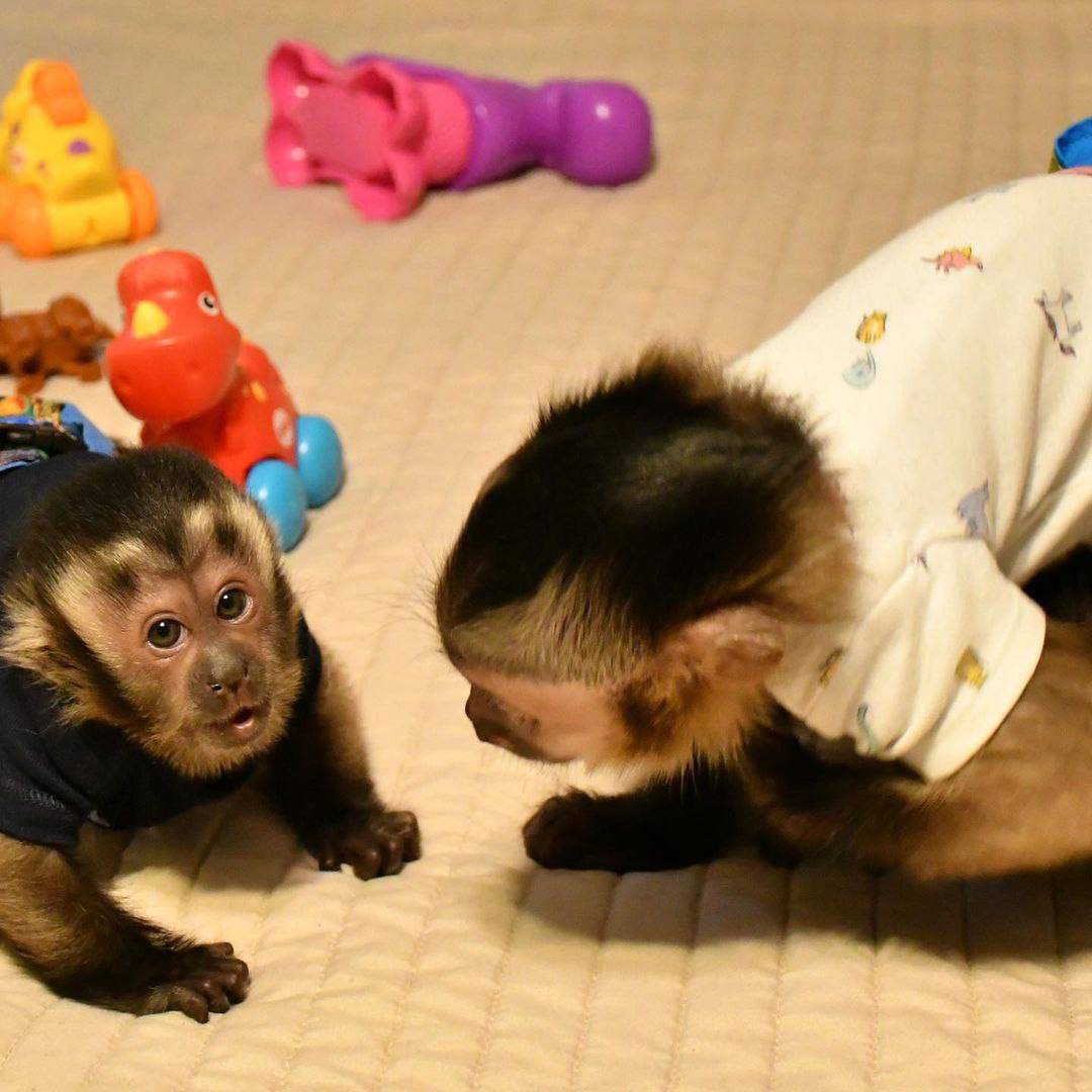 Gorgeous Capuchin Monkeys Whatsapp +447424196901