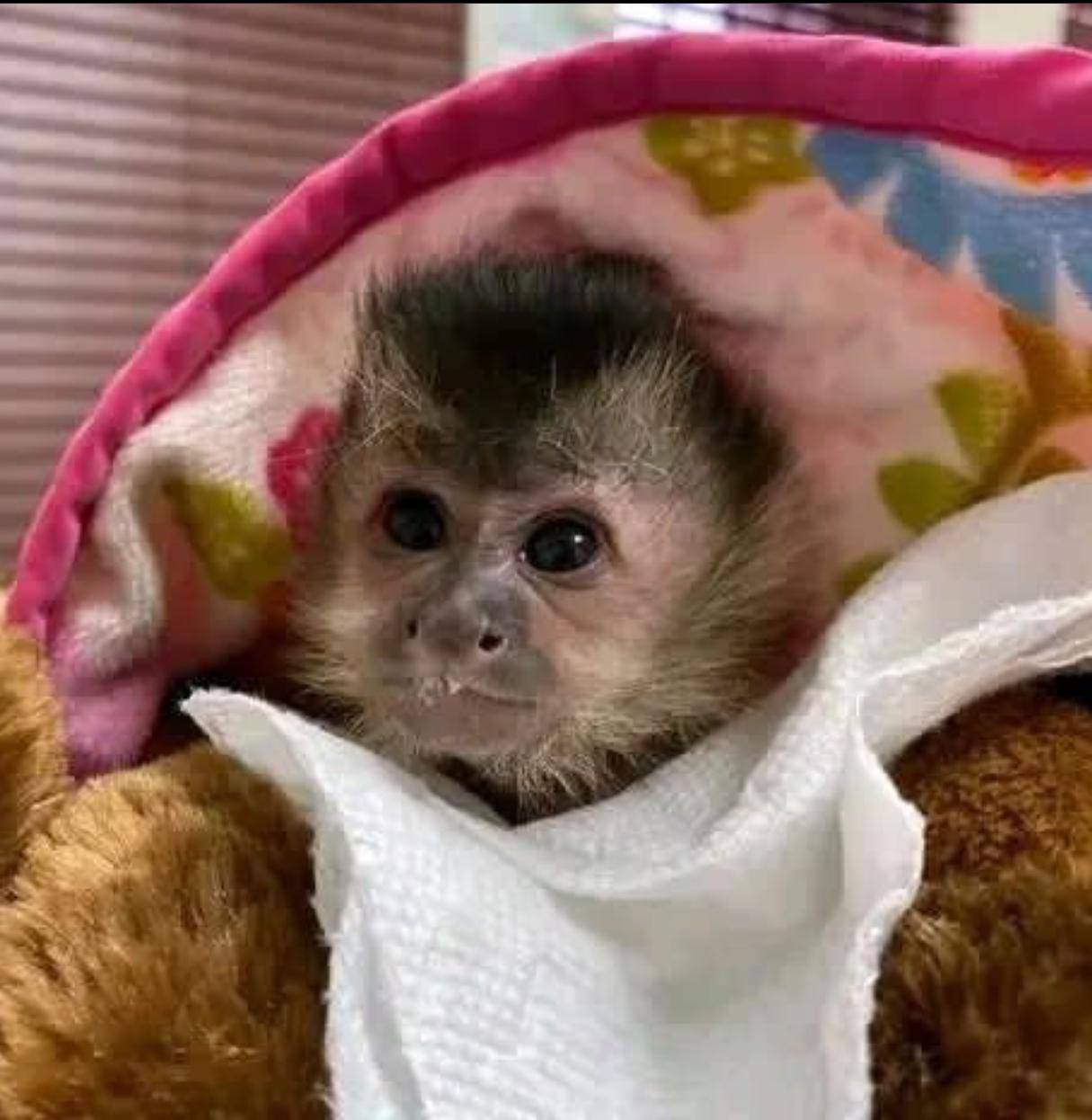 Playful Capuchin Monkeys