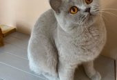 12 weeks old British shorthair kitten available for re homing
