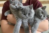 12 weeks old British shorthair kitten available for re homing
