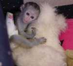ale and female Capuchin Monkeys for re-homing