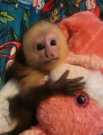 beautiful White face capuchin baby monkeys