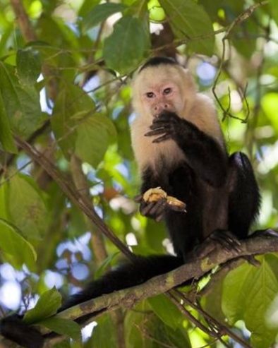 Quality Male & Female Capunchin Monkeys