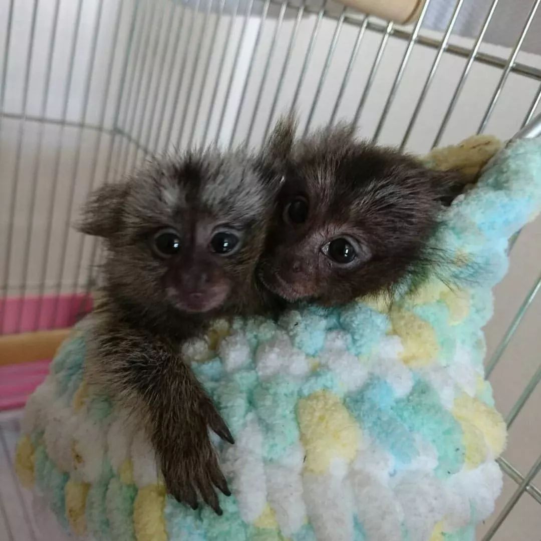 Sweet Marmoset Monkeys Ready