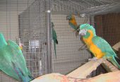 Cuddly Tame Baby Blue Throated Macaw Parrots super TAME with papers For Sale