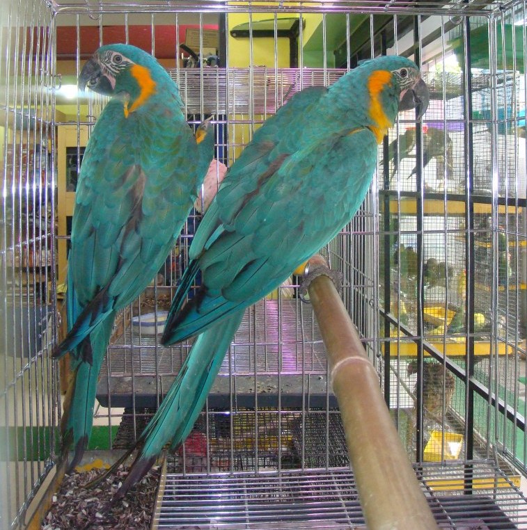 Cuddly Tame Baby Blue Throated Macaw Parrots super TAME with papers For Sale