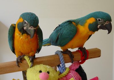 Cuddly Tame Baby Blue Throated Macaw Parrots super TAME with papers For Sale
