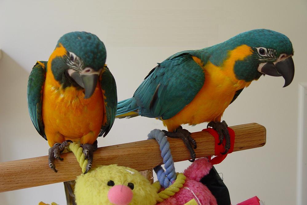 Cuddly Tame Baby Blue Throated Macaw Parrots super TAME with papers For Sale