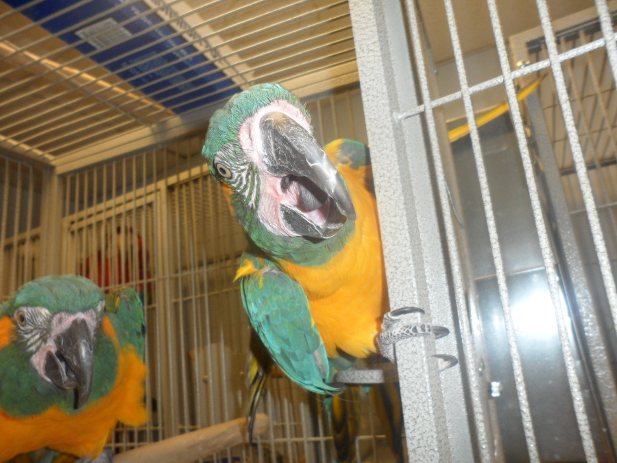 Cuddly Tame Baby Blue Throated Macaw Parrots super TAME with papers For Sale