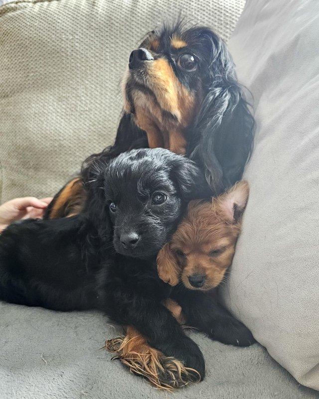 Lovely Christmas Cavalier King Charles Spaniel puppies