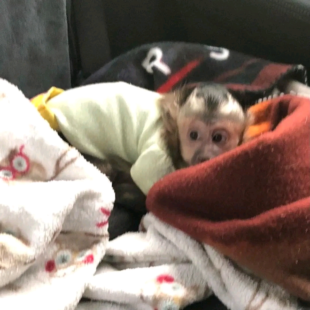 Wizzboy capuchin and marmoset monkeys