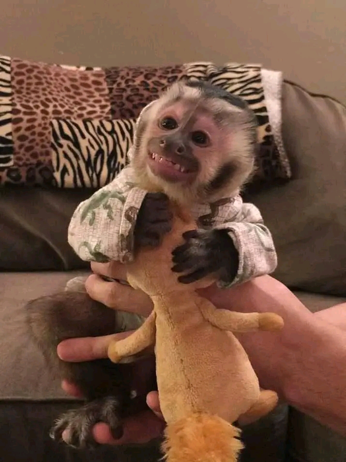 Playful capuchin and marmosets monkeys