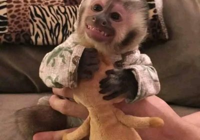 Wizzboy capuchin and marmoset monkeys