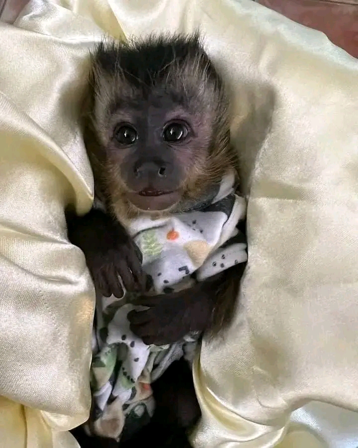 Playful capuchin and marmosets monkeys