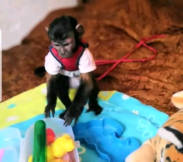 Beautiful capuchin and marmosets