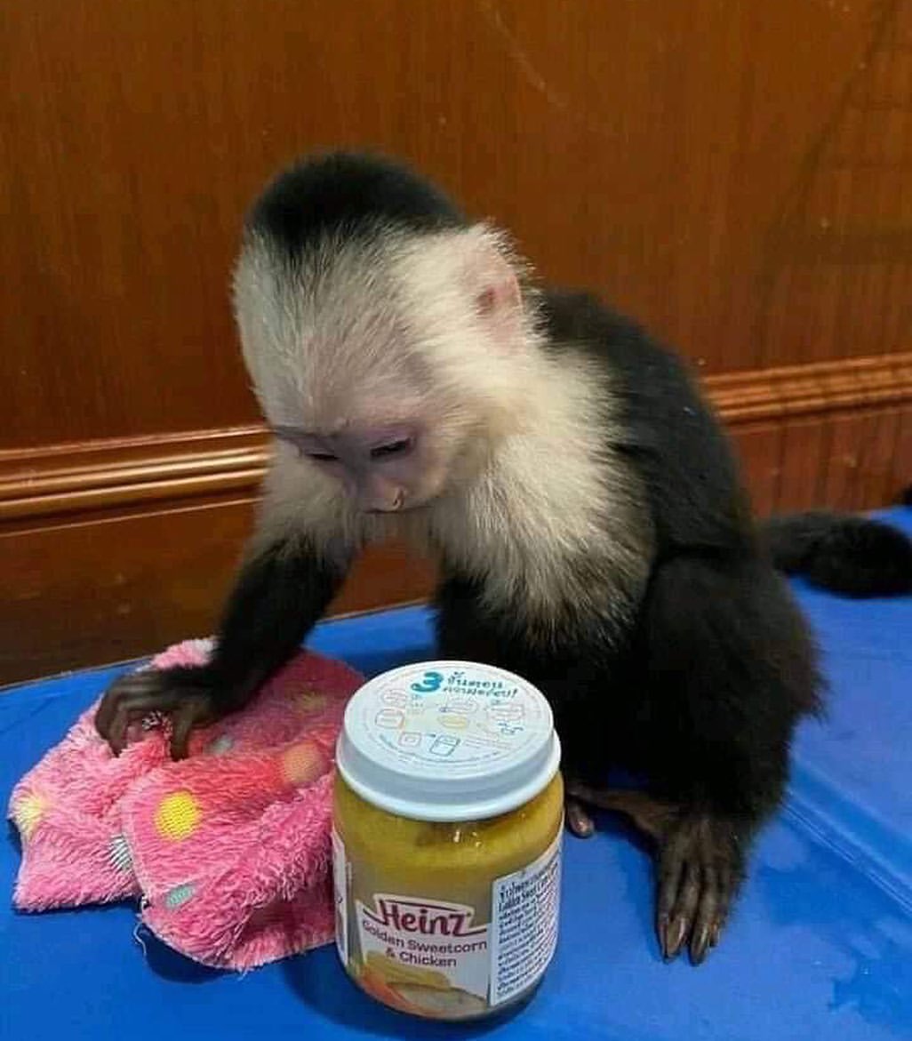 Available Capunchin Monkey