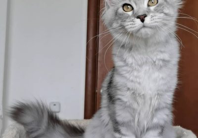Fantastic Maine coon kitty