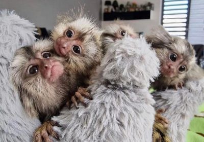 4 capuchin and marmoset monkeys available