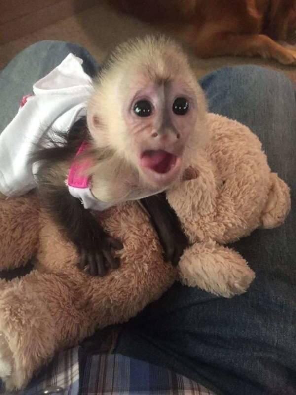Capuchin and marmoset