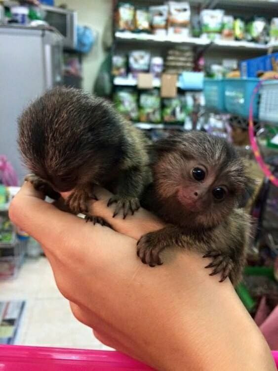 Capuchin and marmoset