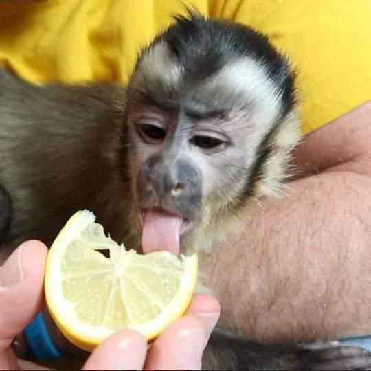 Capuchin for sale
