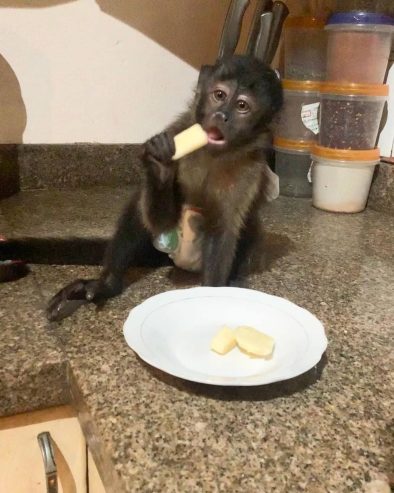 Capuchin monkey’s