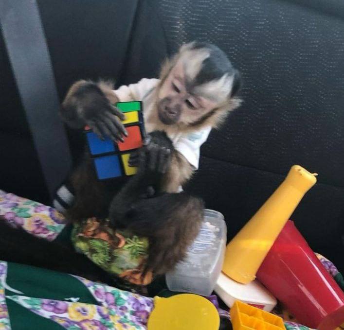 Capuchin for sale