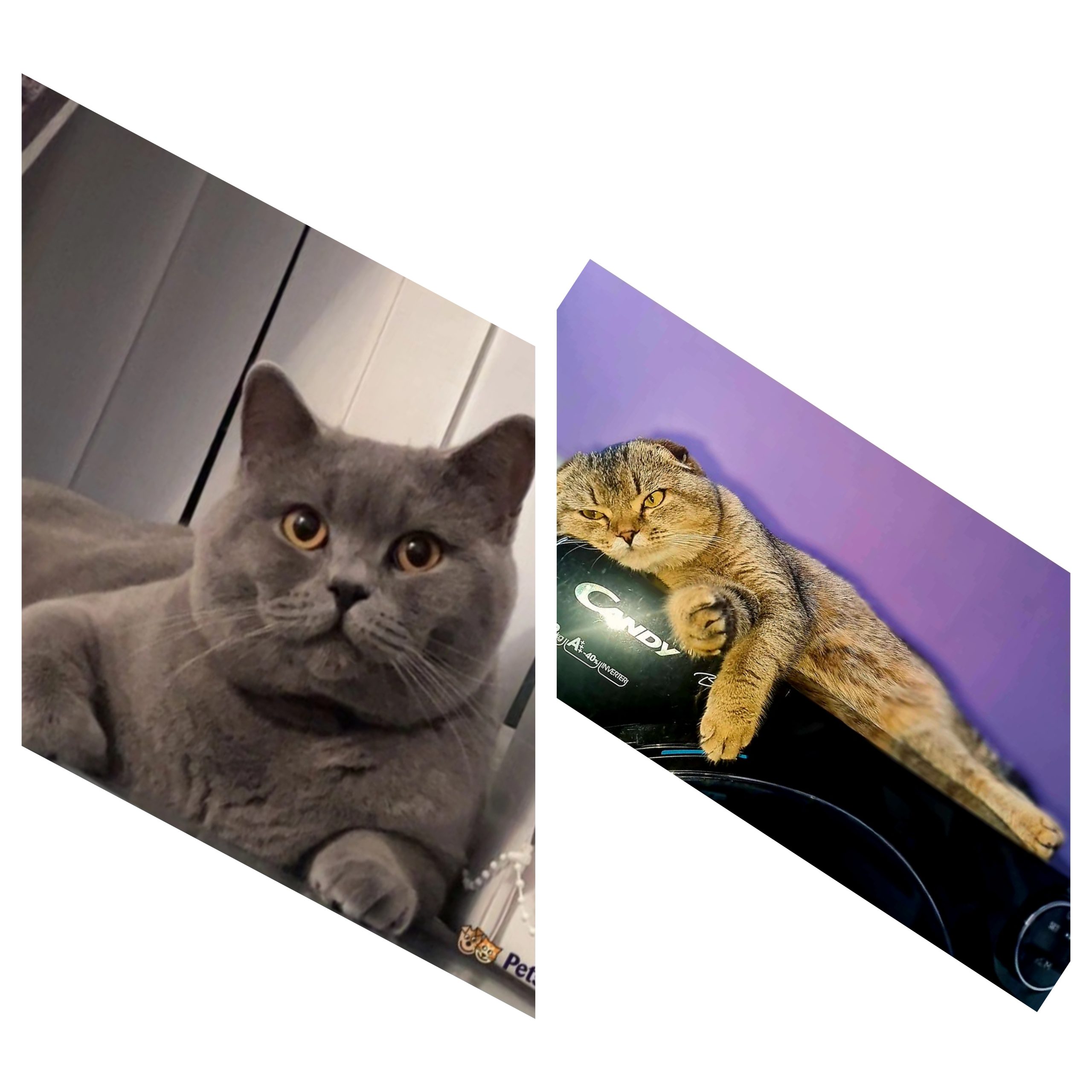 Champion Active registered kittens available to reserve