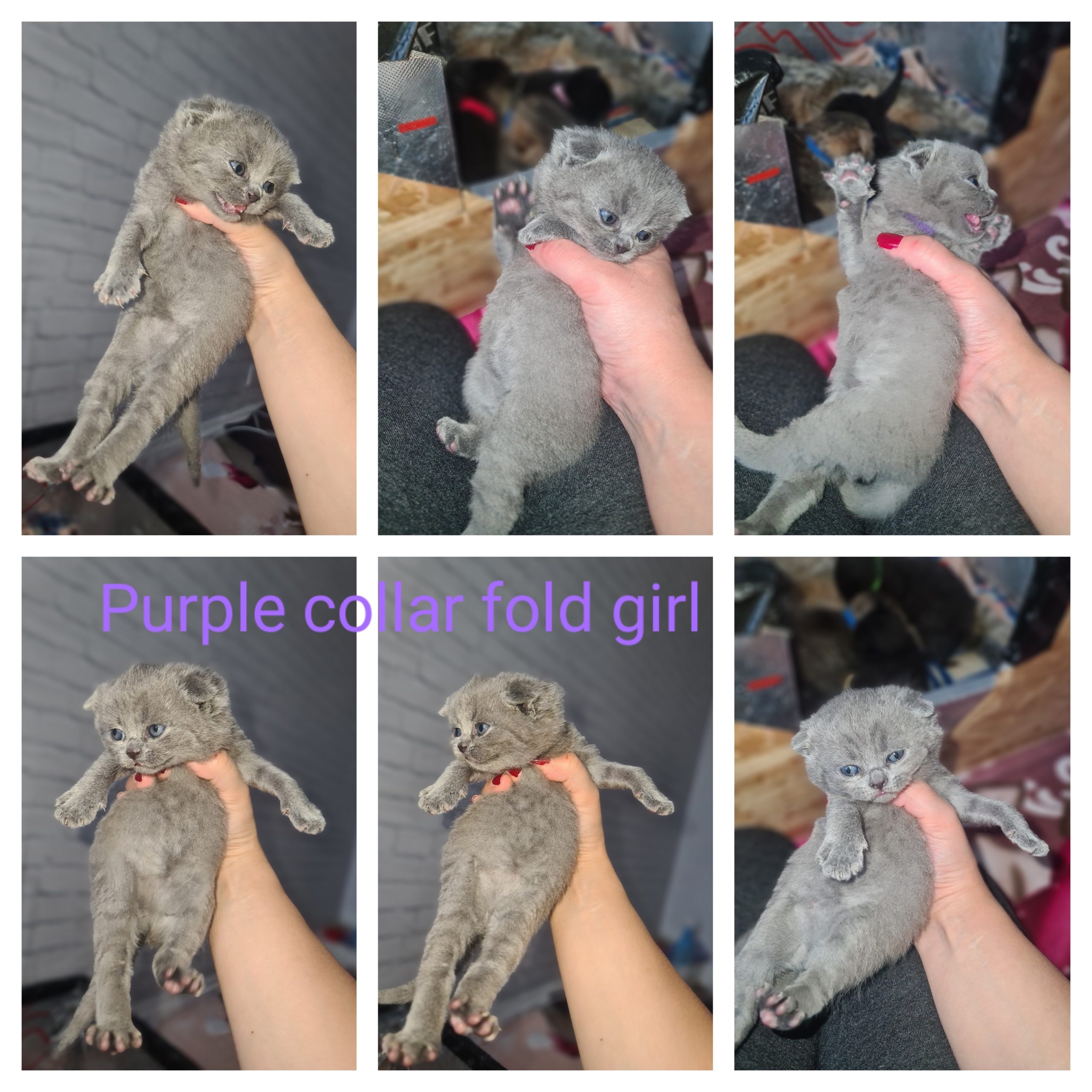 Champion Active registered kittens available to reserve