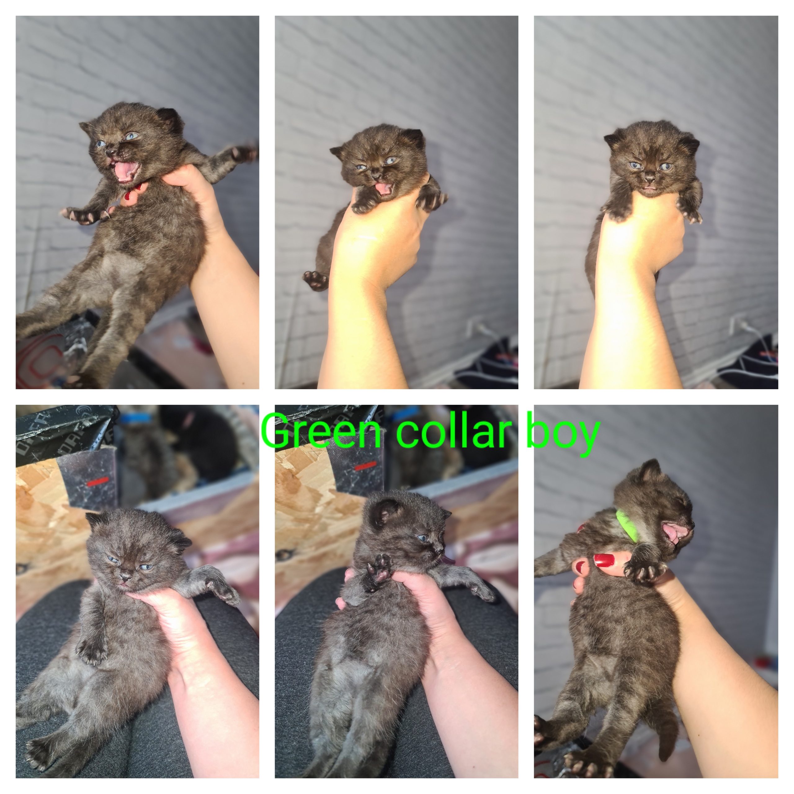 Champion Active registered kittens available to reserve