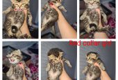 Champion Active registered kittens available to reserve