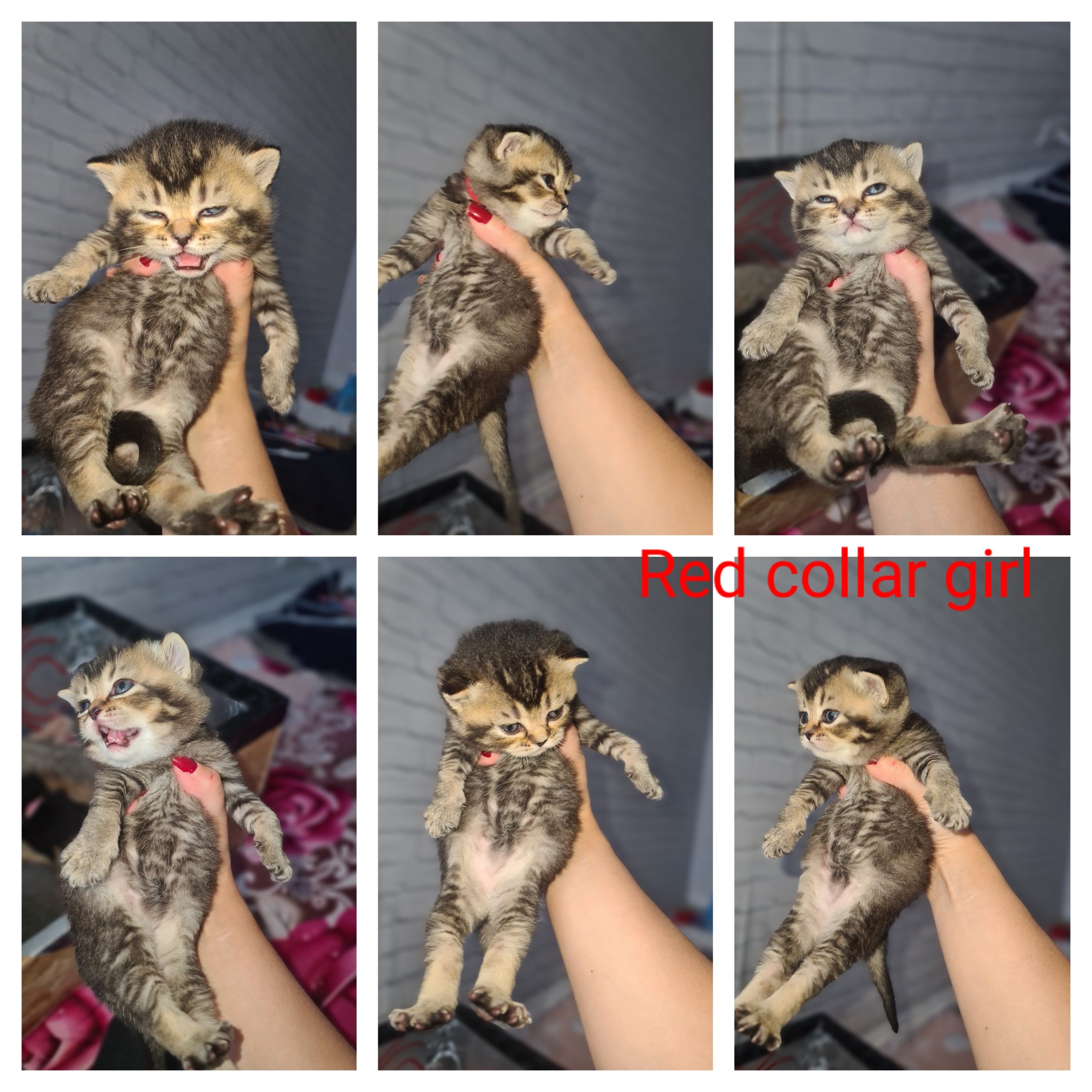 Champion Active registered kittens available to reserve