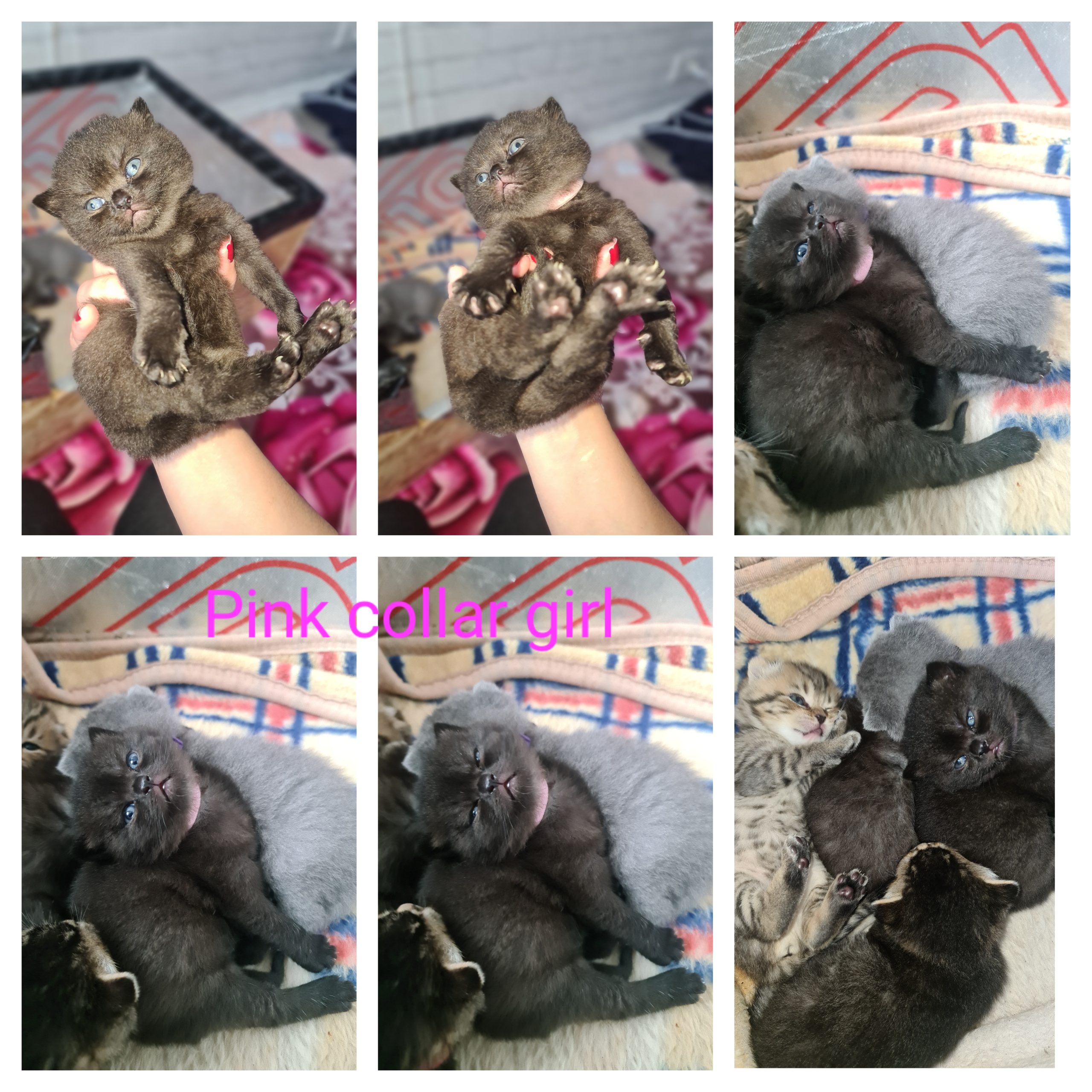 Champion Active registered kittens available to reserve