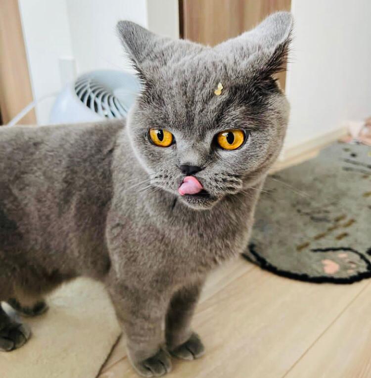 British shorthair cat is available